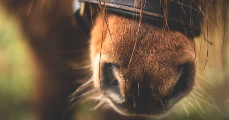 Respiratory emergencies in horses