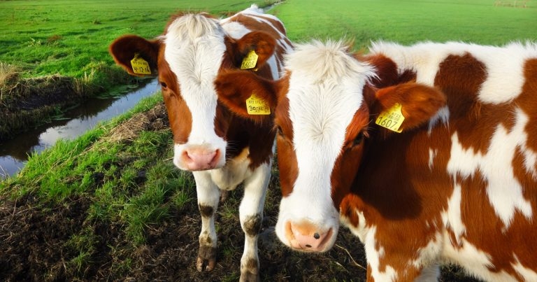 Organic farming ticks all boxes