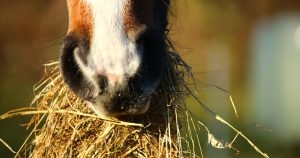 World panel for equine webinar