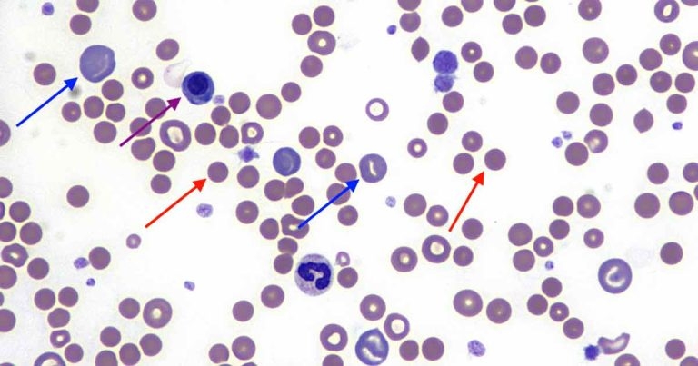 Case of dog with severe anaemia