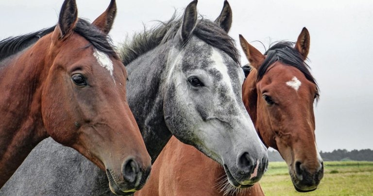 Management of equine pain in the field: part 1