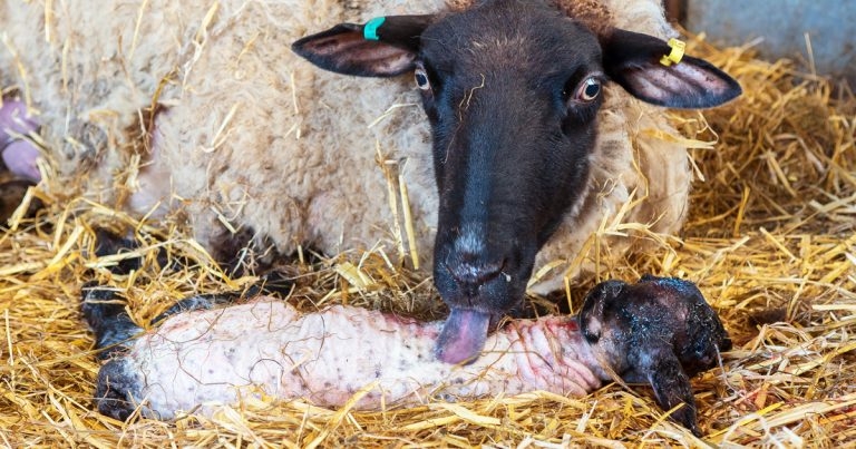 Strong iodine supply problems prompts advice for sheep vets