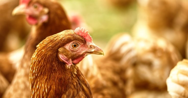 Two more people test positive for avian flu after contact with infected birds