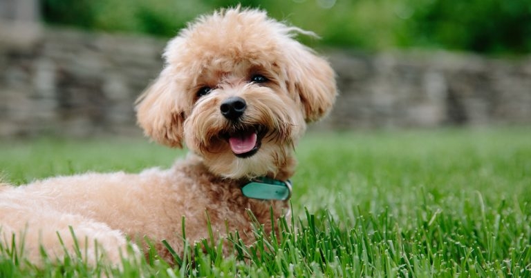 Practice launches online behaviour course for pandemic puppies