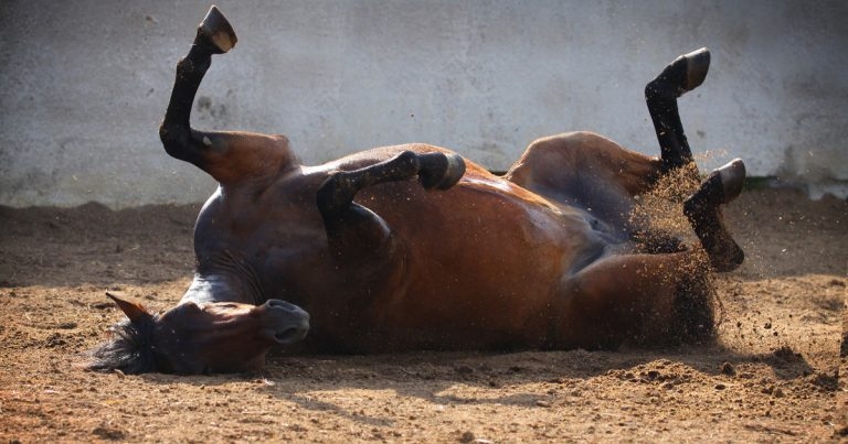 BEVA Congress REACTS to colic this year