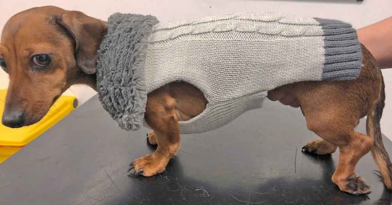 Non-ambulatory dog prognosis