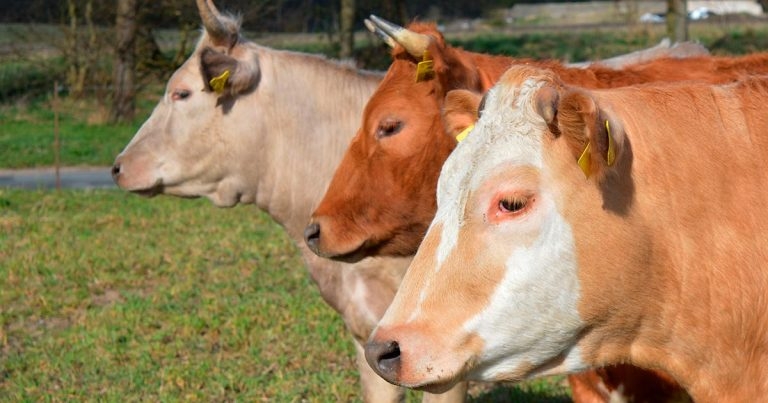 BVA welcomes Agriculture Bill