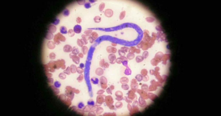 Use of blood smears to diagnose vector-borne pathogens of cats and dogs