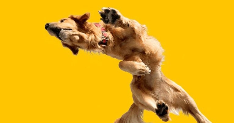 Targeting canine osteoarthritis pain from first diagnosis
