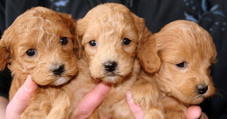 Fears raised over insemination exemption order plan for canine fertility clinics