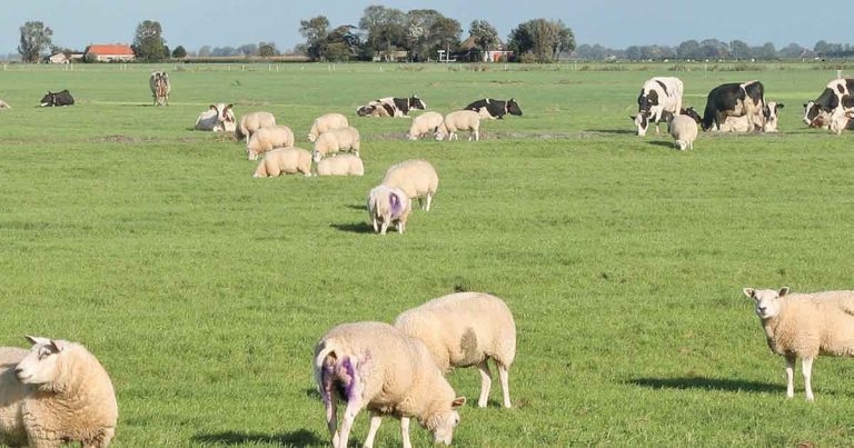 Update on livestock parasitology