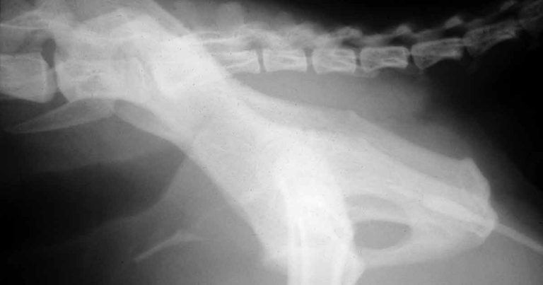 Lower urinary tract disease and other urethral disorders in cats
