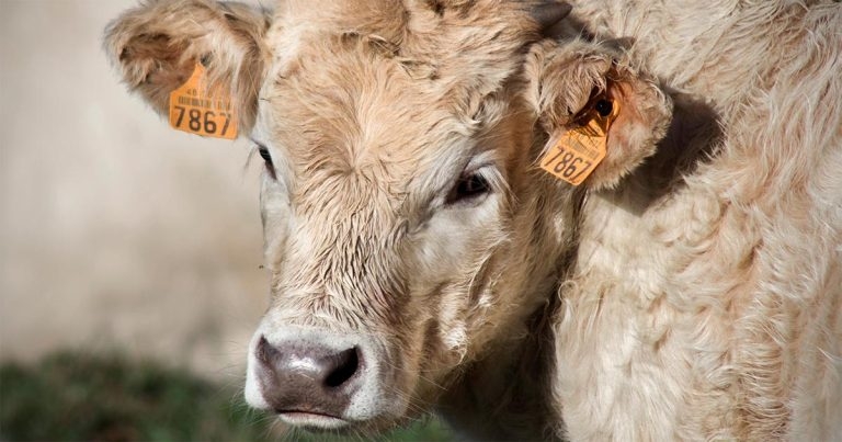 Interesting farm animal cases from the laboratory: December 2019
