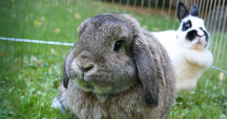 Caring for pet rabbits – husbandry and nutrition advice