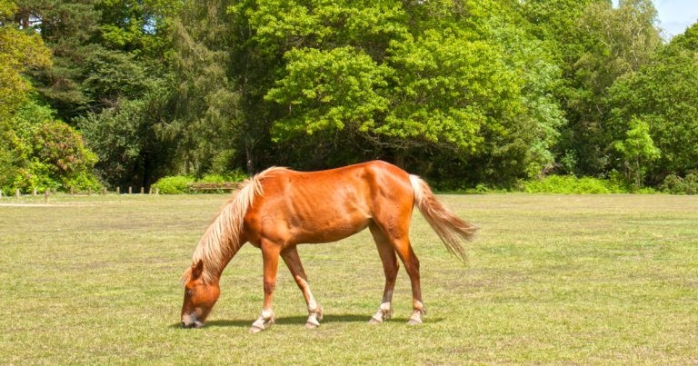 Vets warned of rise in equine skin disease