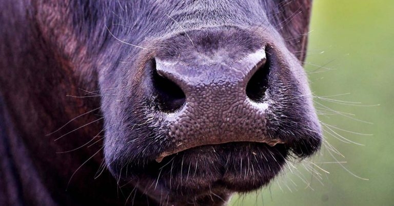 Respiratory disease webinar details revealed