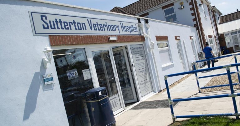 Practice Profile: Sutterton Veterinary Hospital