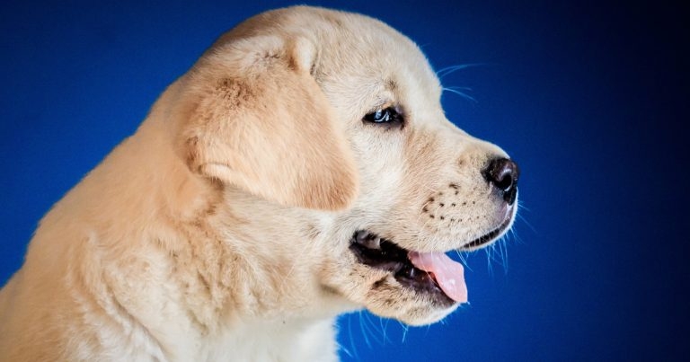 RVC announces huge national ‘Pandemic Puppies’ study