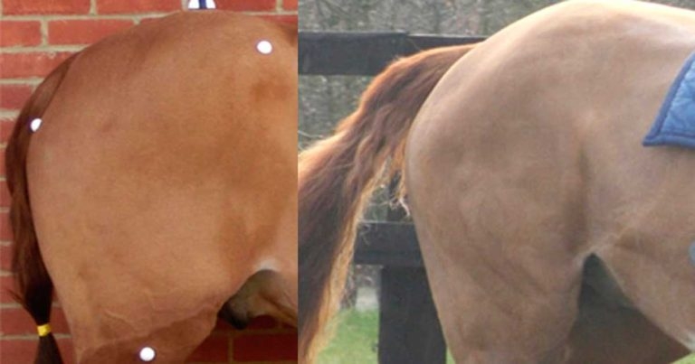 Equine hindlimb proximal suspensory ligament injuries