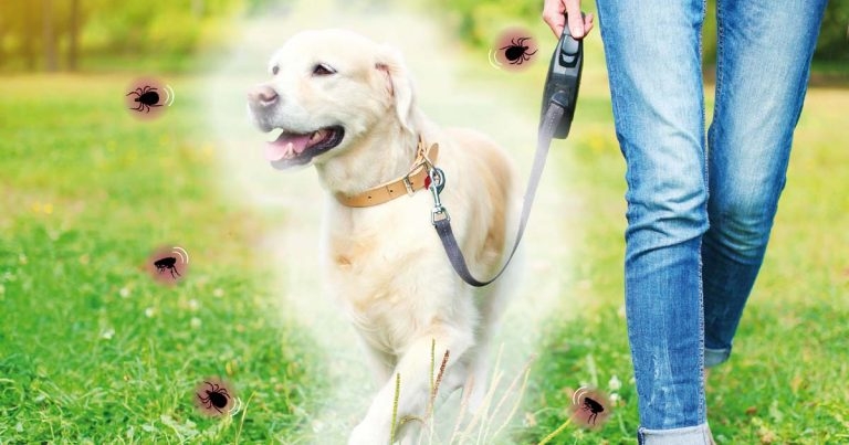 Flea and tick compliance: empowering nurses to spur success