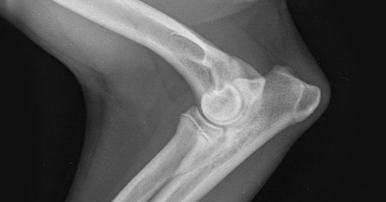 New hip and elbow dysplasia CPD course