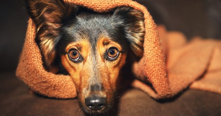 Canine gut supplement trials replicate calming effect
