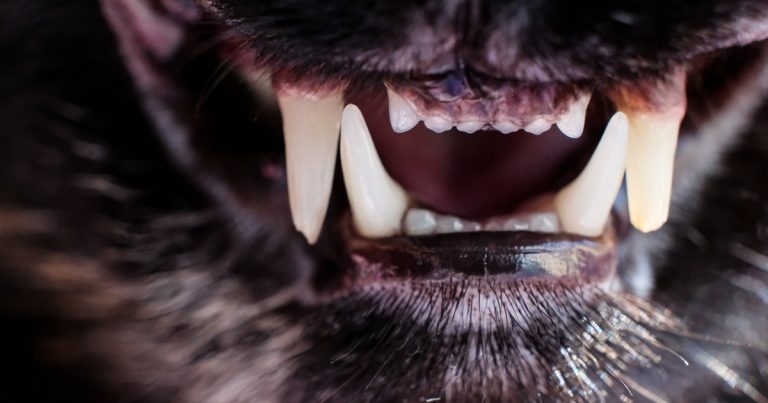 BVDA launches Talking Teeth lecture series
