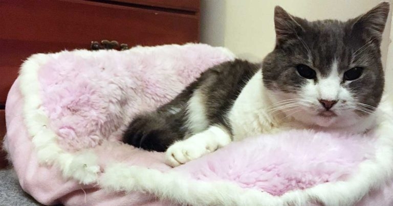 Routine health care for older cats