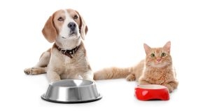 BVA unveils new pet diet resources