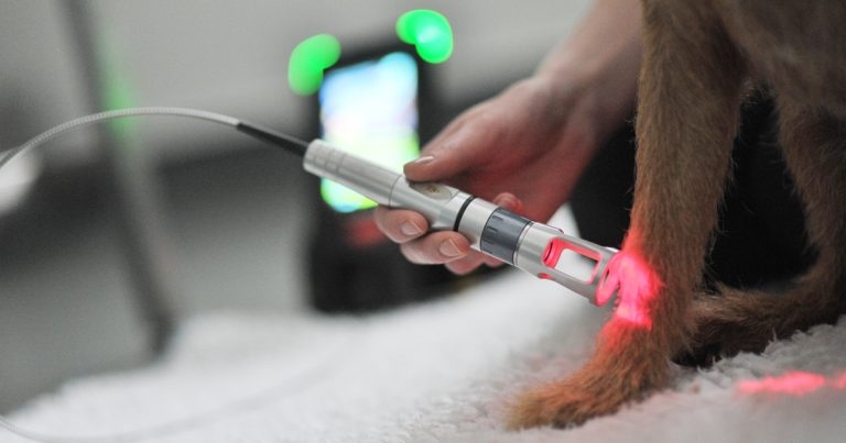 Laser therapy option offered to pets