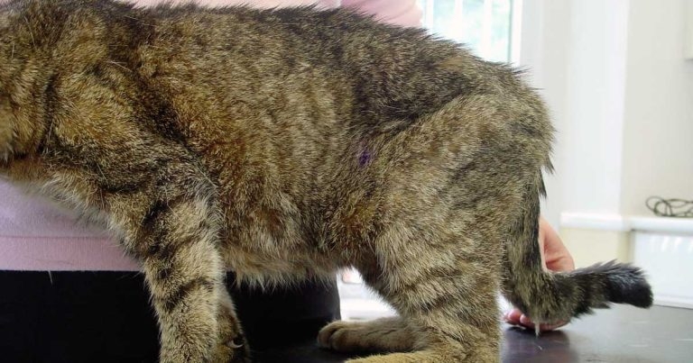 Feline diabetes – diagnosis, management and treatment