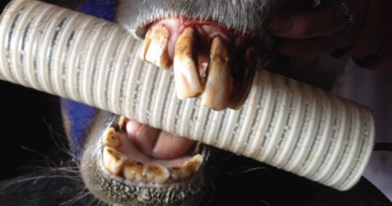 Congress fun in Utrecht: my visit to European Veterinary Dental Forum