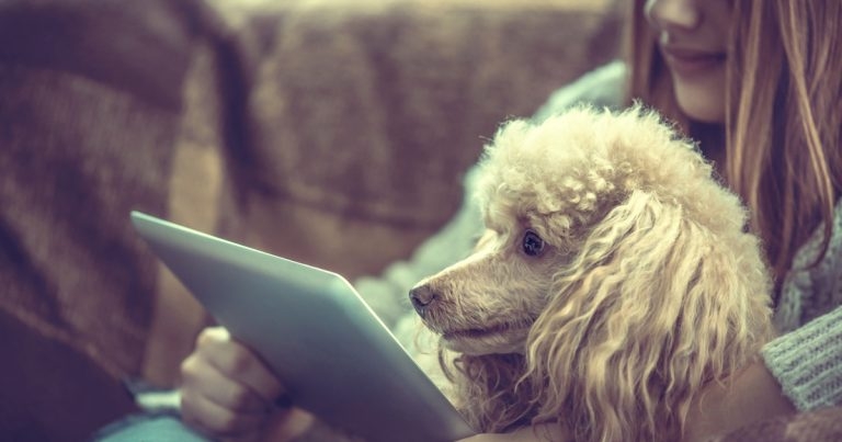 FirstVet announces insurance partnership
