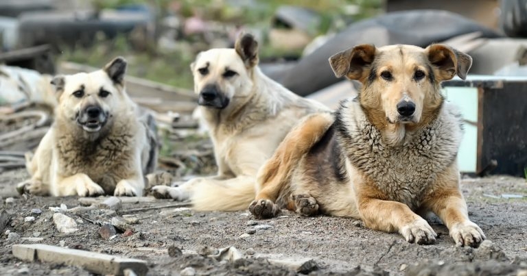 WSAVA announces new welfare partnership
