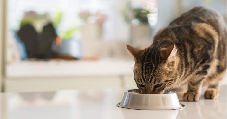 BSAVA releases new nutrition webinar