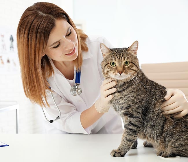 CMA responds to vet sector questions