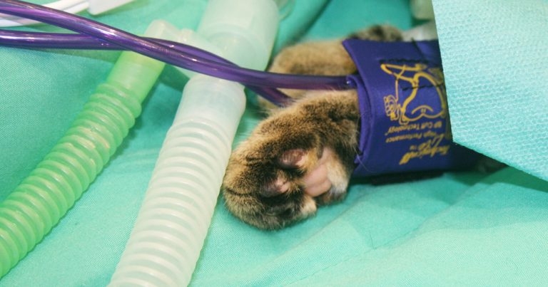 Anaesthesia – an RVN’s pivotal role