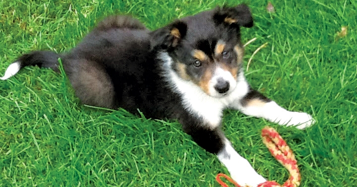How pet insurance was a life changer