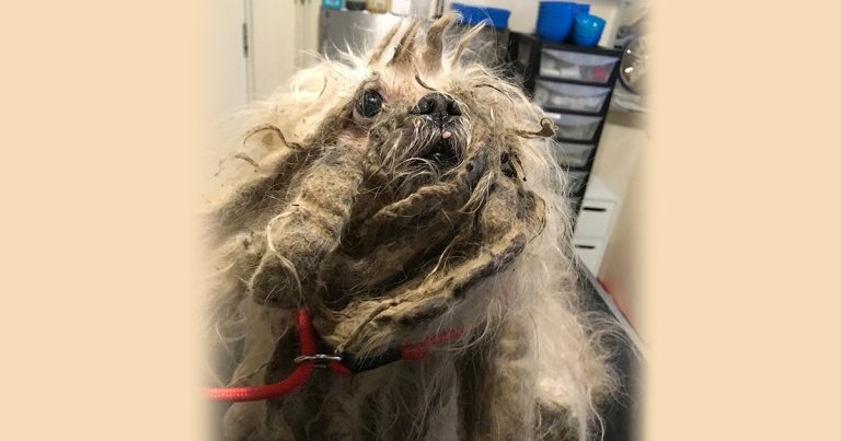 Matted Marley revealed as vets shave off 4lb of fur