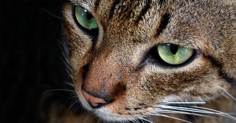 Ceva hosts feline CPD evening