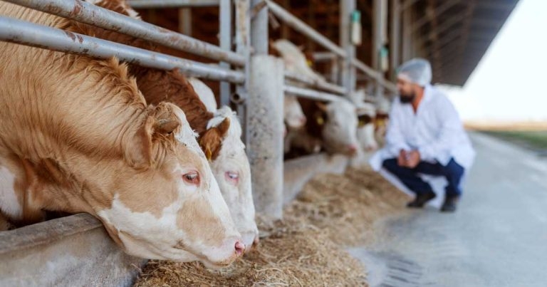 Cascade guidelines for farm vets