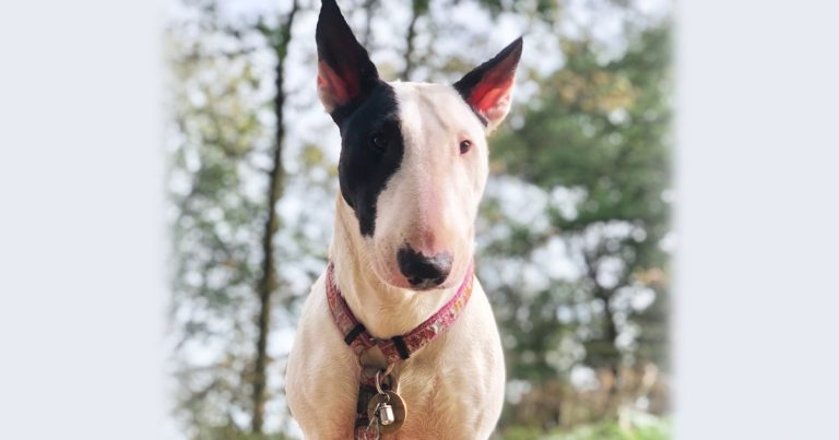 VN’s plea following theft of family dog