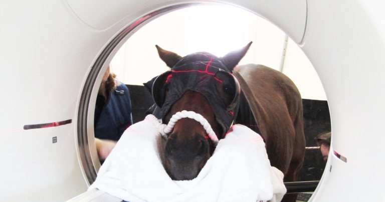 Equine hospital hits 500th CT milestone
