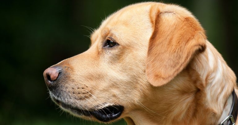 AI detects Addison’s disease in dogs