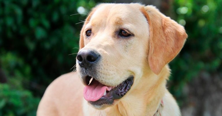Dog vomiting outbreak appeal