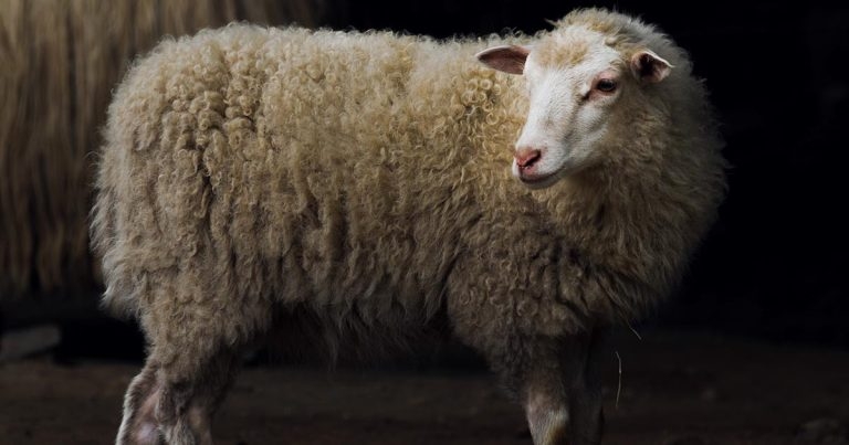 Consider all options before castrating young rams, say vets