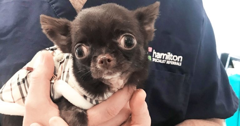Paralysed puppy Ping walks again