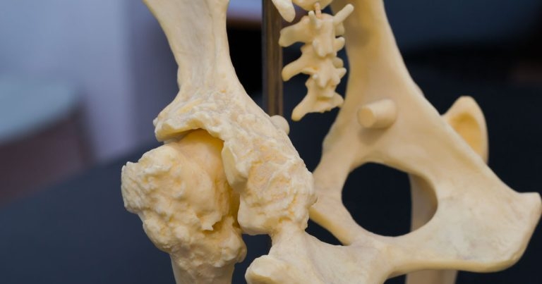 Dog hip replacement trials could be ‘within three years’