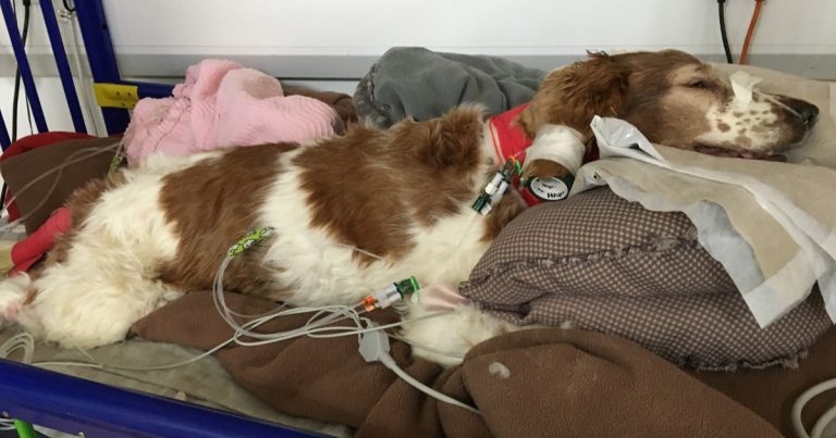 Super spaniel survives deadly bout of tetanus