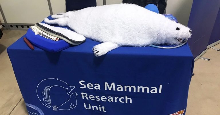 RVN to raise funds for seal training model ‘Pinnifred’